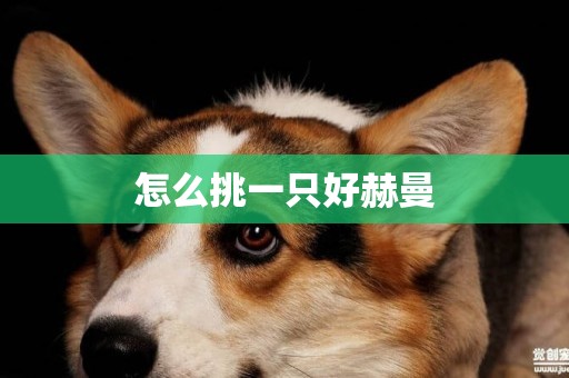 怎么挑一只好赫曼