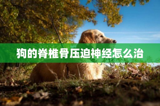 狗的脊椎骨壓迫神經怎么治