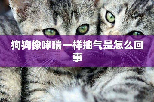 狗狗像哮喘一樣抽氣是怎么回事