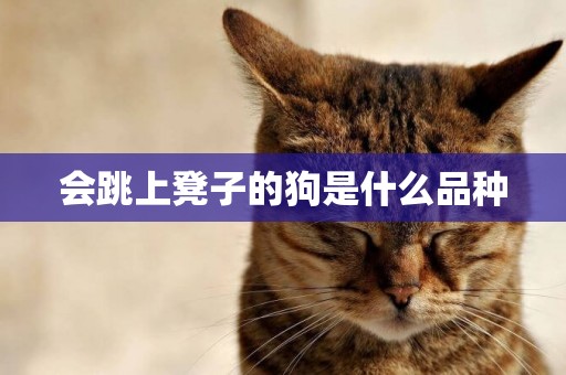 會跳上凳子的狗是什么品種