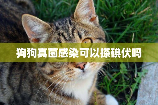 狗狗真菌感染可以搽碘伏嗎