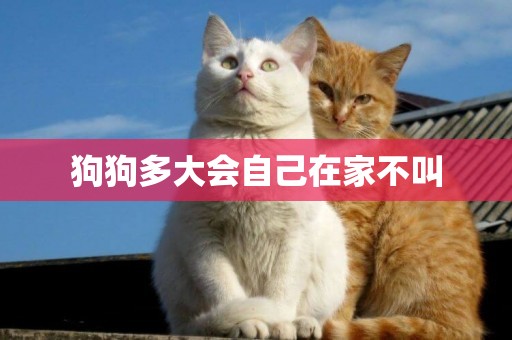 狗狗多大會自己在家不叫