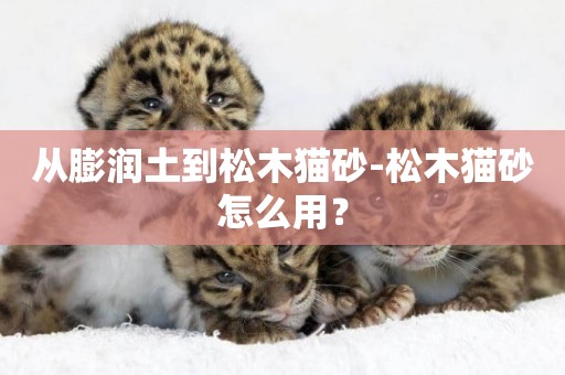 從膨潤土到松木貓砂-松木貓砂怎么用？