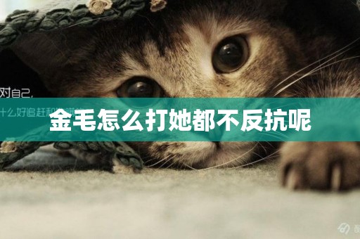 金毛怎么打她都不反抗呢