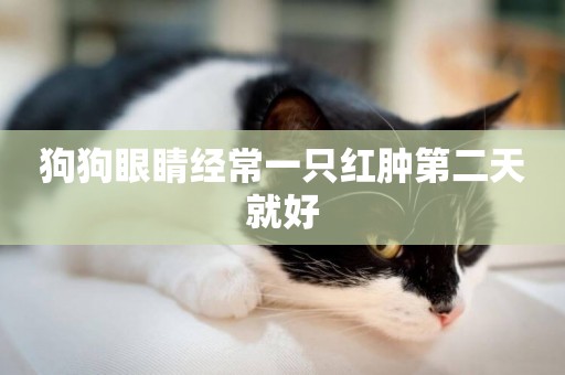 狗狗眼睛經常一只紅腫第二天就好