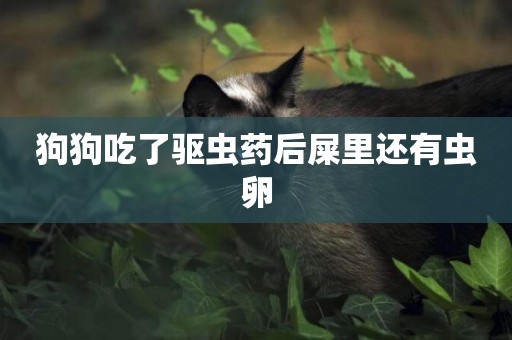 狗狗吃了驅蟲藥后屎里還有蟲卵