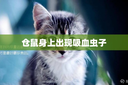 倉鼠身上出現吸血蟲子