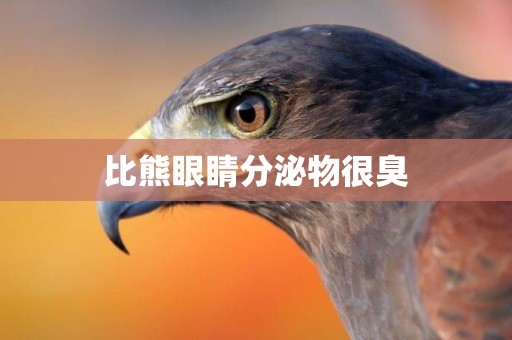 比熊眼睛分泌物很臭