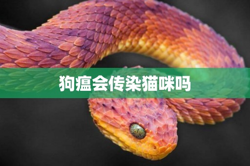 狗瘟會傳染貓咪嗎