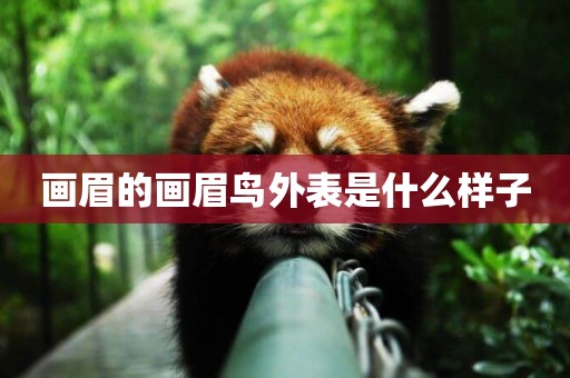 畫眉的畫眉鳥外表是什么樣子