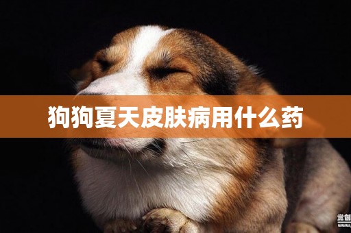 狗狗夏天皮膚病用什么藥