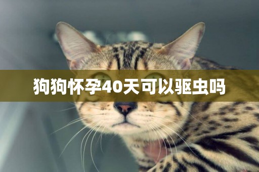 狗狗懷孕40天可以驅蟲嗎