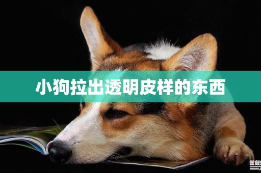 小狗拉出透明皮樣的東西