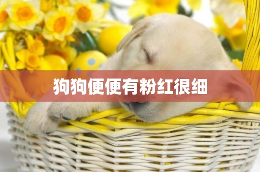 狗狗便便有粉紅很細