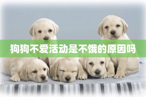 狗狗不愛活動是不餓的原因嗎
