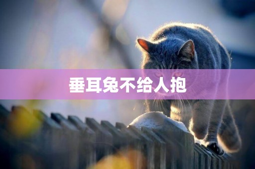 垂耳兔不給人抱