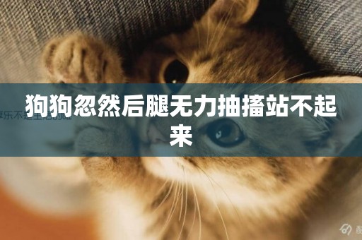 狗狗忽然后腿無力抽搐站不起來