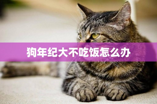 狗年紀大不吃飯怎么辦