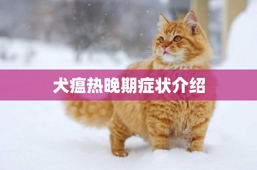 犬瘟熱晚期癥狀介紹