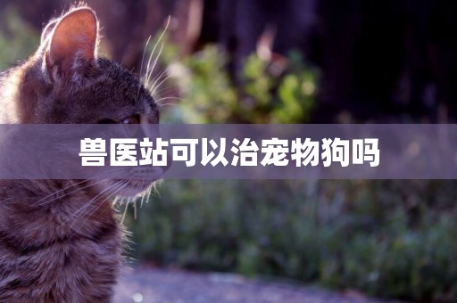 獸醫站可以治寵物狗嗎