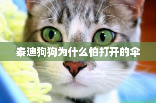 泰迪狗狗為什么怕打開的傘