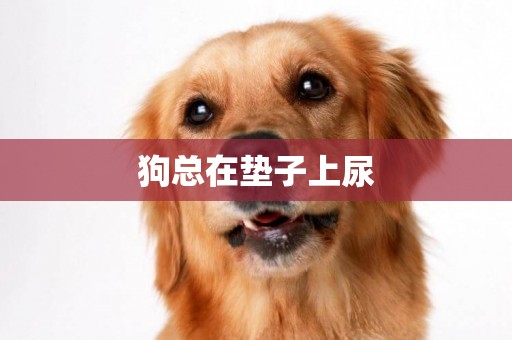 狗總在墊子上尿