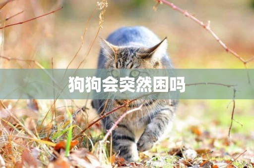 狗狗會突然困嗎