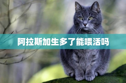 阿拉斯加生多了能喂活嗎