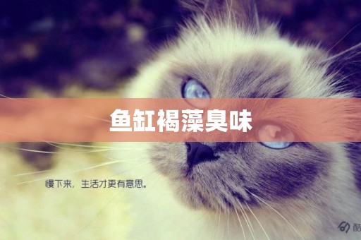 魚缸褐藻臭味