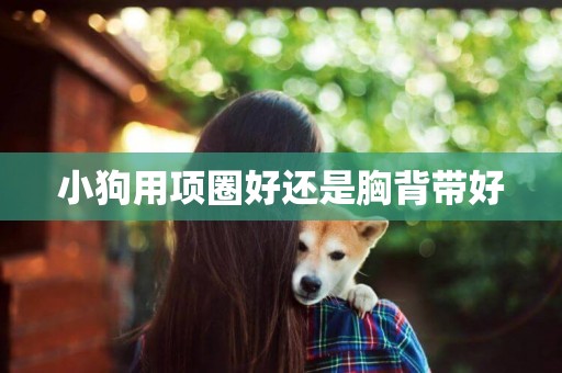 小狗用項圈好還是胸背帶好