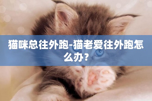 貓咪總往外跑-貓老愛往外跑怎么辦？