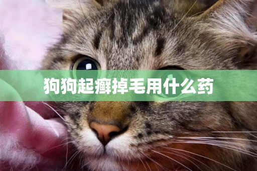 狗狗起癬掉毛用什么藥