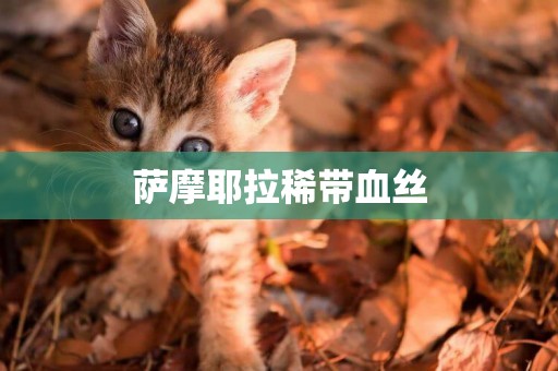 薩摩耶拉稀帶血絲