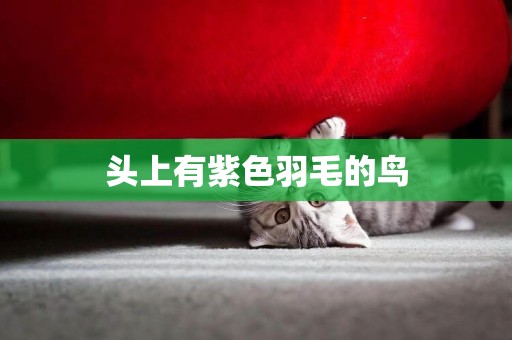 頭上有紫色羽毛的鳥