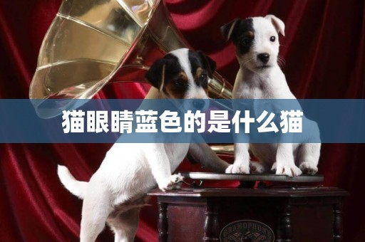 貓眼睛藍色的是什么貓