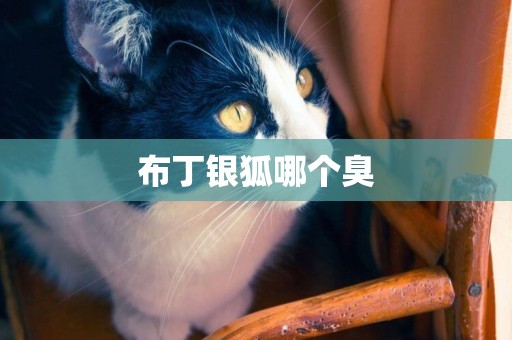 布丁銀狐哪個臭