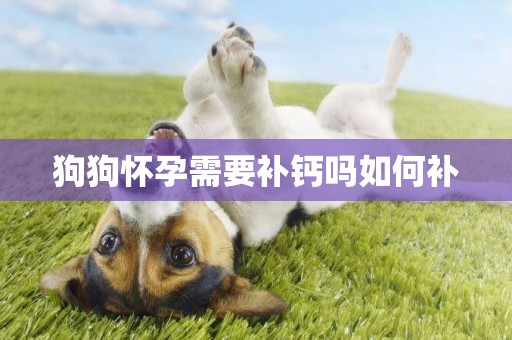 狗狗懷孕需要補鈣嗎如何補
