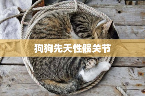 狗狗先天性髖關節