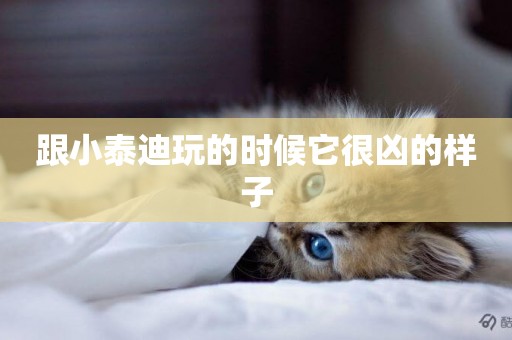 跟小泰迪玩的時候它很兇的樣子