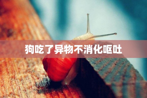 狗吃了異物不消化嘔吐