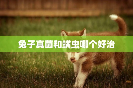 兔子真菌和螨蟲哪個好治