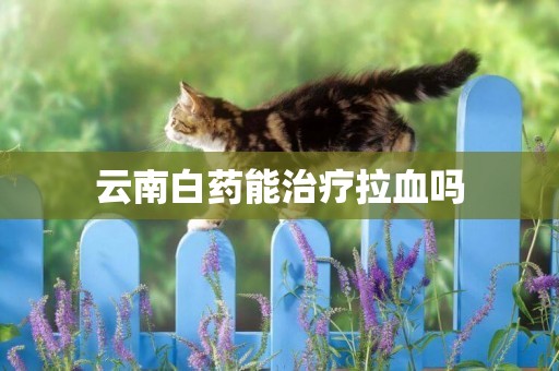 云南白藥能治療拉血嗎