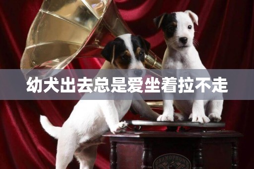 幼犬出去總是愛坐著拉不走