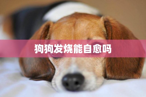 狗狗發燒能自愈嗎