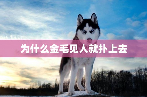 為什么金毛見人就撲上去