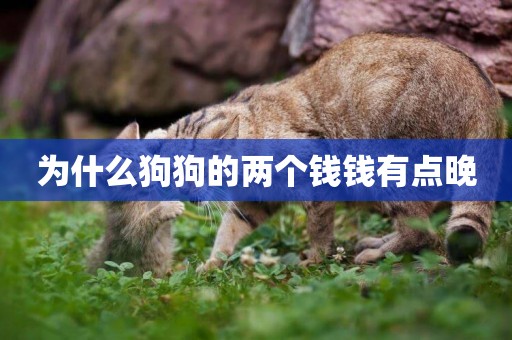 為什么狗狗的兩個錢錢有點晚
