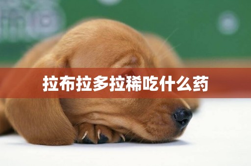 拉布拉多拉稀吃什么藥