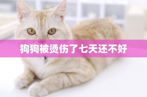 狗狗被燙傷了七天還不好