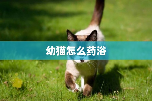 幼貓怎么藥浴