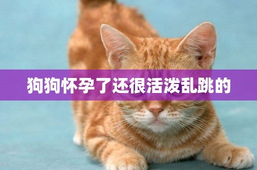 狗狗懷孕了還很活潑亂跳的